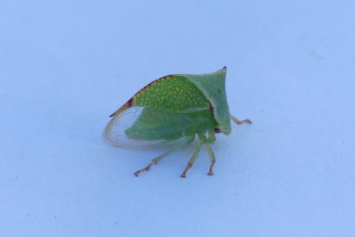 Réf. 185 708 : Stictocephala bisonia